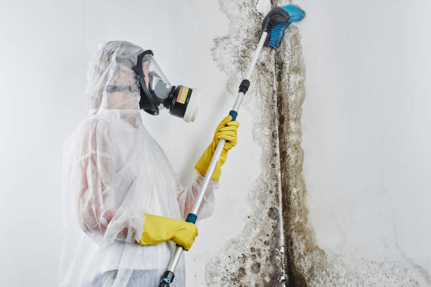 Best Mold Remediation for Specific Building Types in Murphy, NC